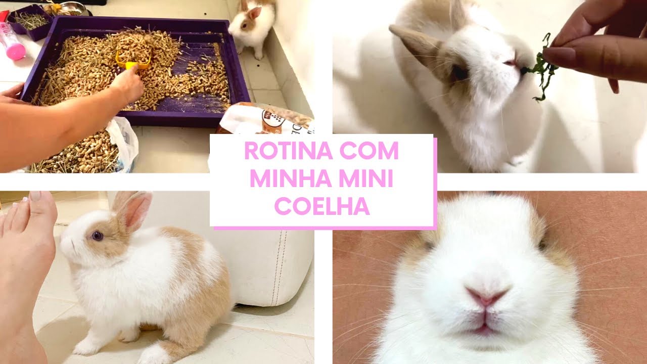 ROTINA COM A MINHA MINI COELHA | COMO LIMPAR A GAIOLA | COMENDO COUVE | MUITAS DICAS