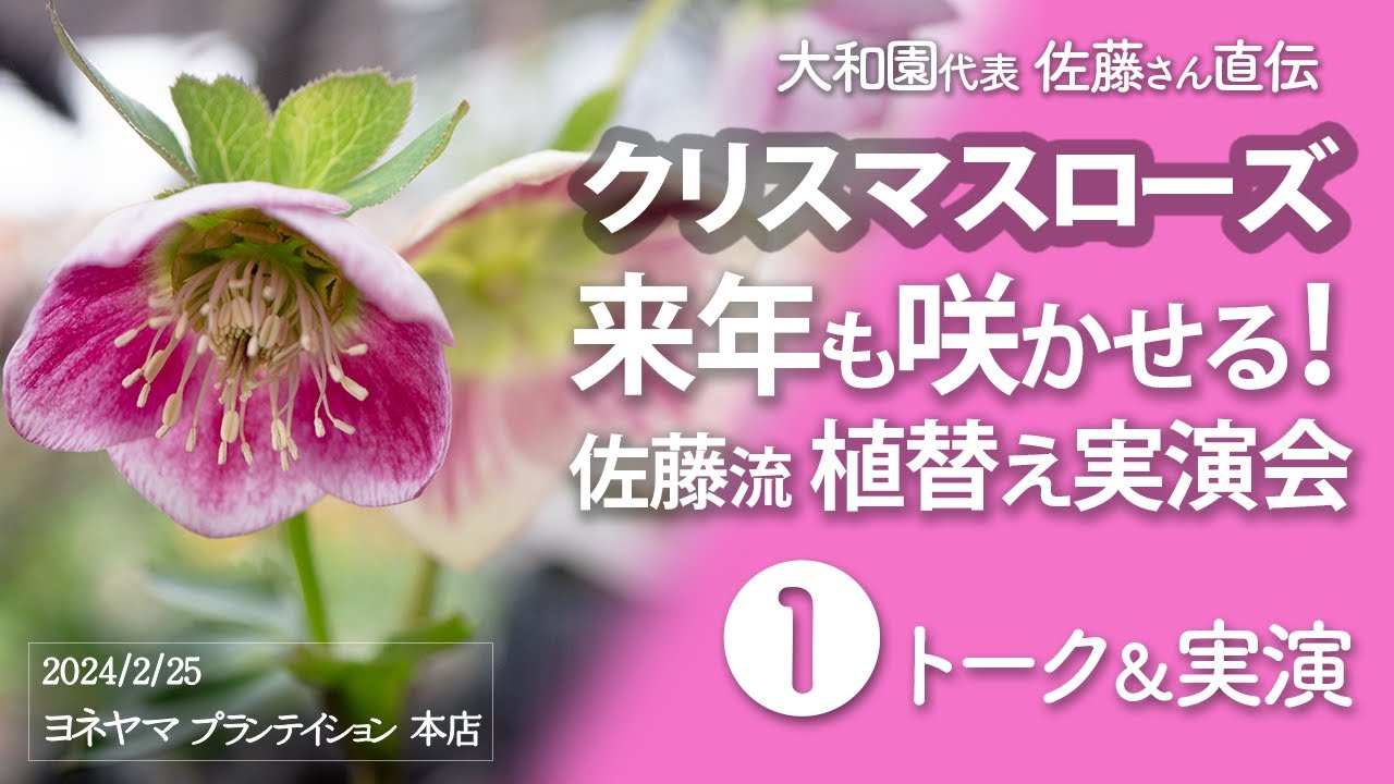 クリスマスローズ 大和園佐藤さん❶直伝「来年も咲かせる！佐藤流植替え実演会」❶トーク＆実演編