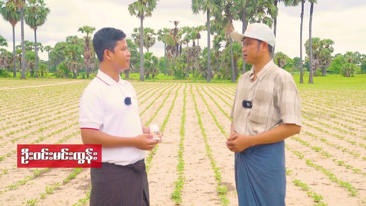 မြေပဲအပင်ပေါက်ညီညာလို့ ဖျက်ပိုး၊ ရောဂါ ကင်းစေဖို့ .....စိုက်ခင်းထဲမှ တောင်သူ့စကား