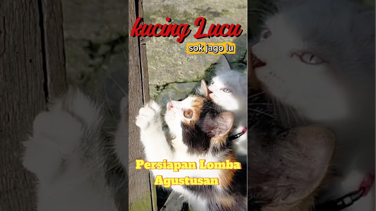 Drama Kucing Menggemaskan Belajar Memanjat - Kucing Lucu, Video Kucing