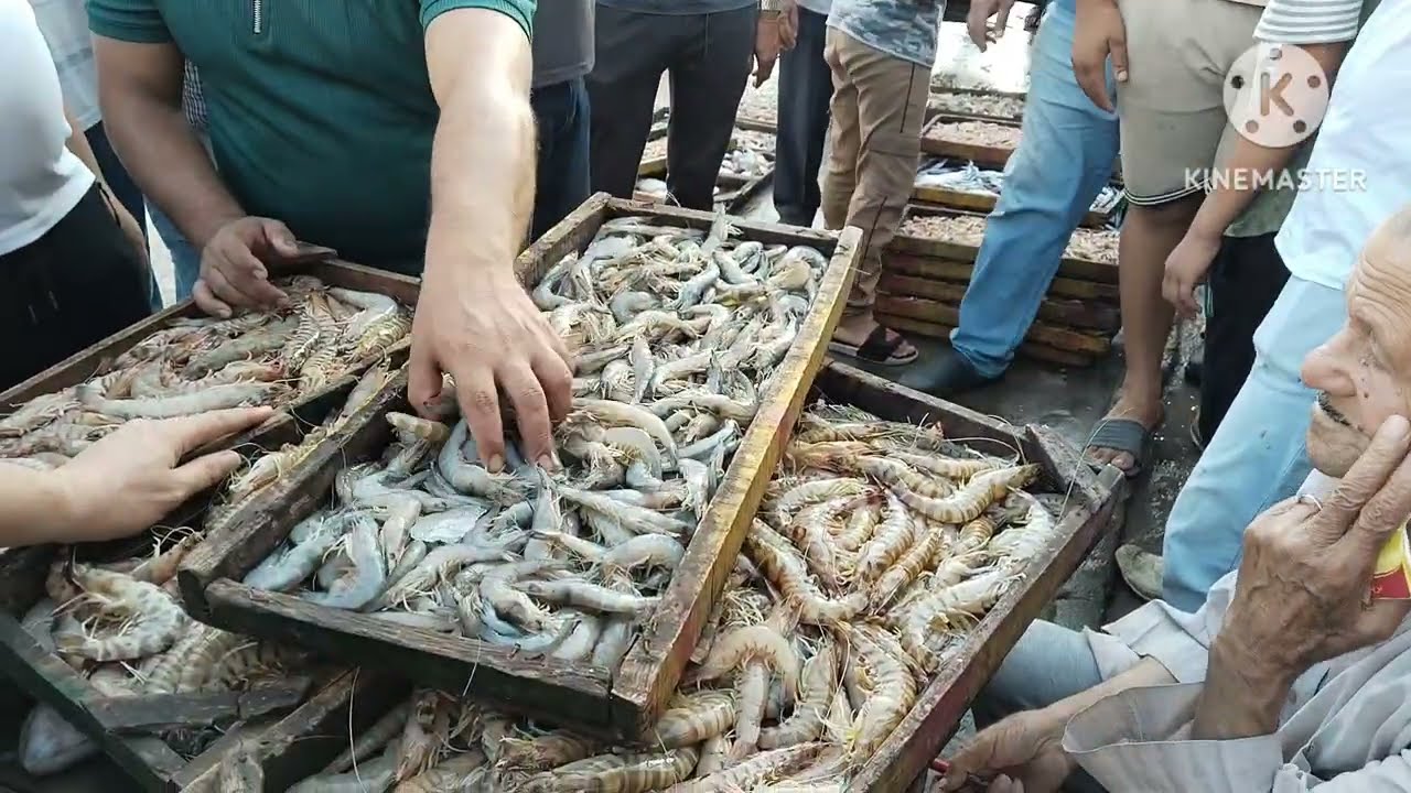 أرخص وأغرب أسعار السمك في مزادات المعدية إدكو 💰🐟