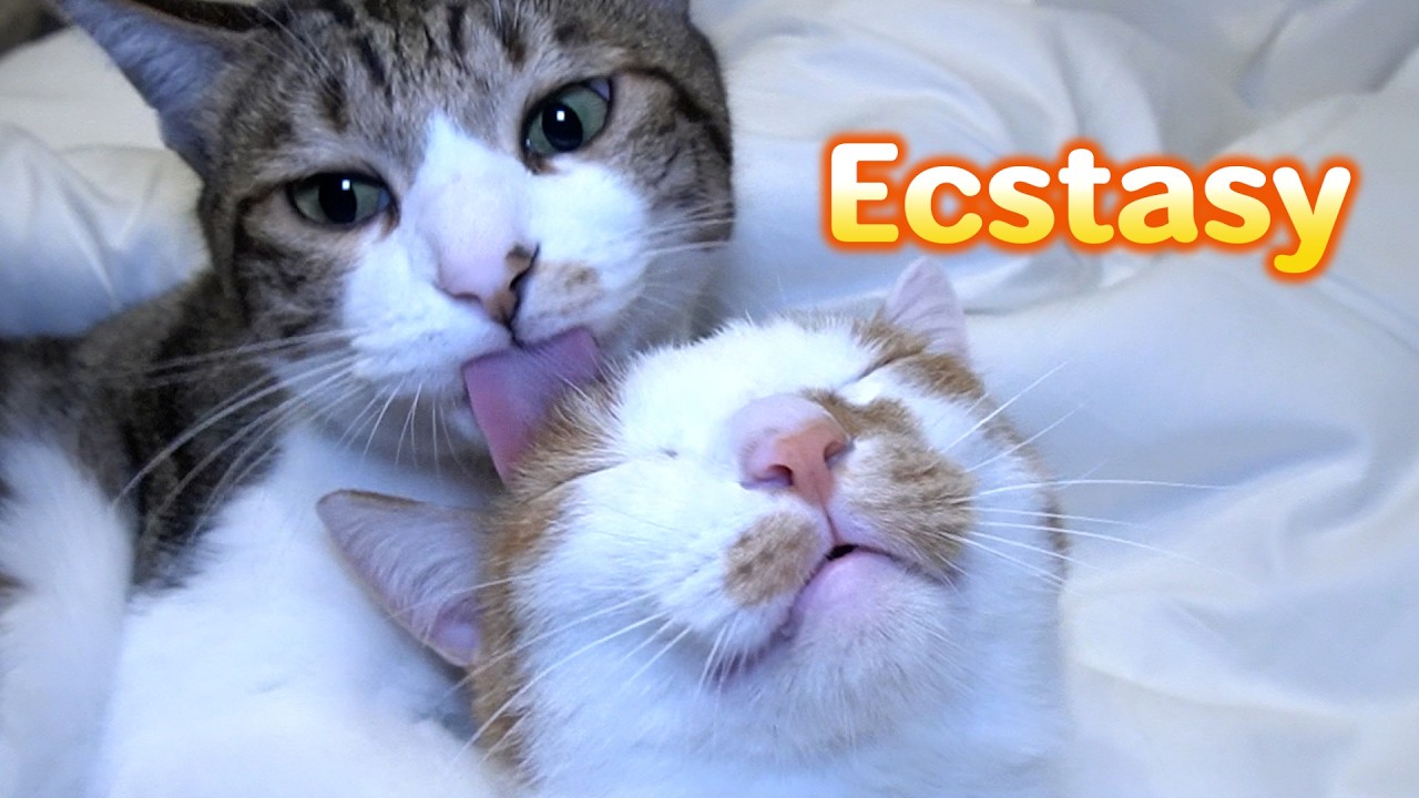 This Will Melt Your Heart! 😺 Videos for Cats: Someone to Lean On