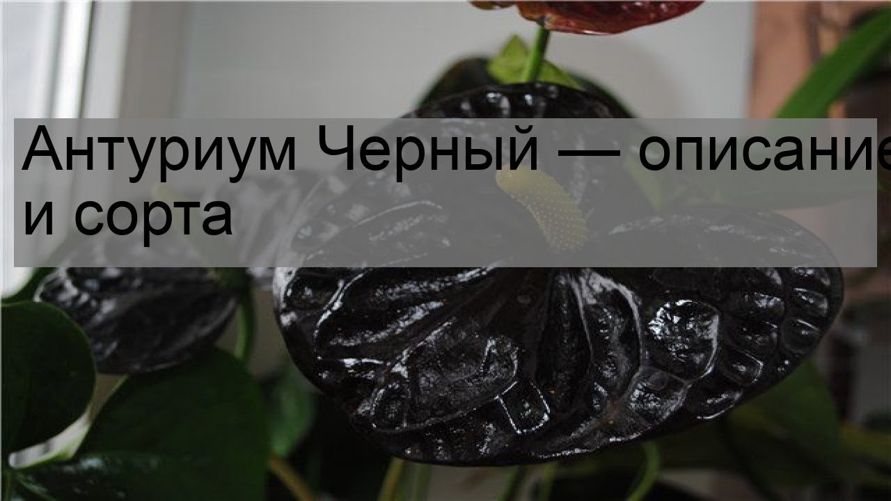 Антуриум Черный — описание и сорта