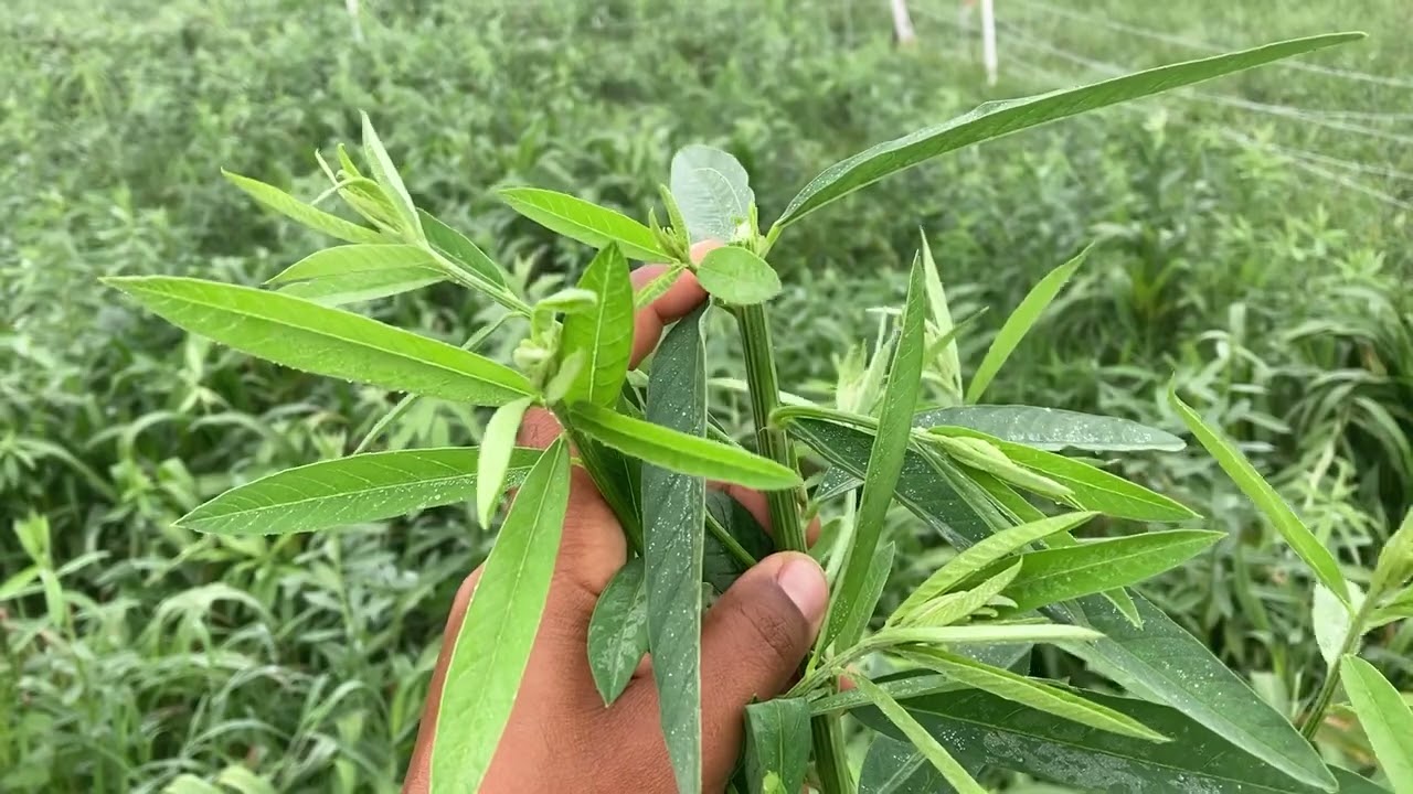 Sunn hemp under grazing