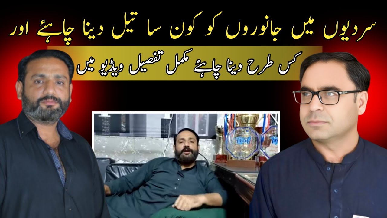 سردیوں میں جانوروں کو کون سا تیل دینا چاہئے اور کس طرح دینا چاہئے مکمل تفصیل ویڈیو میں 