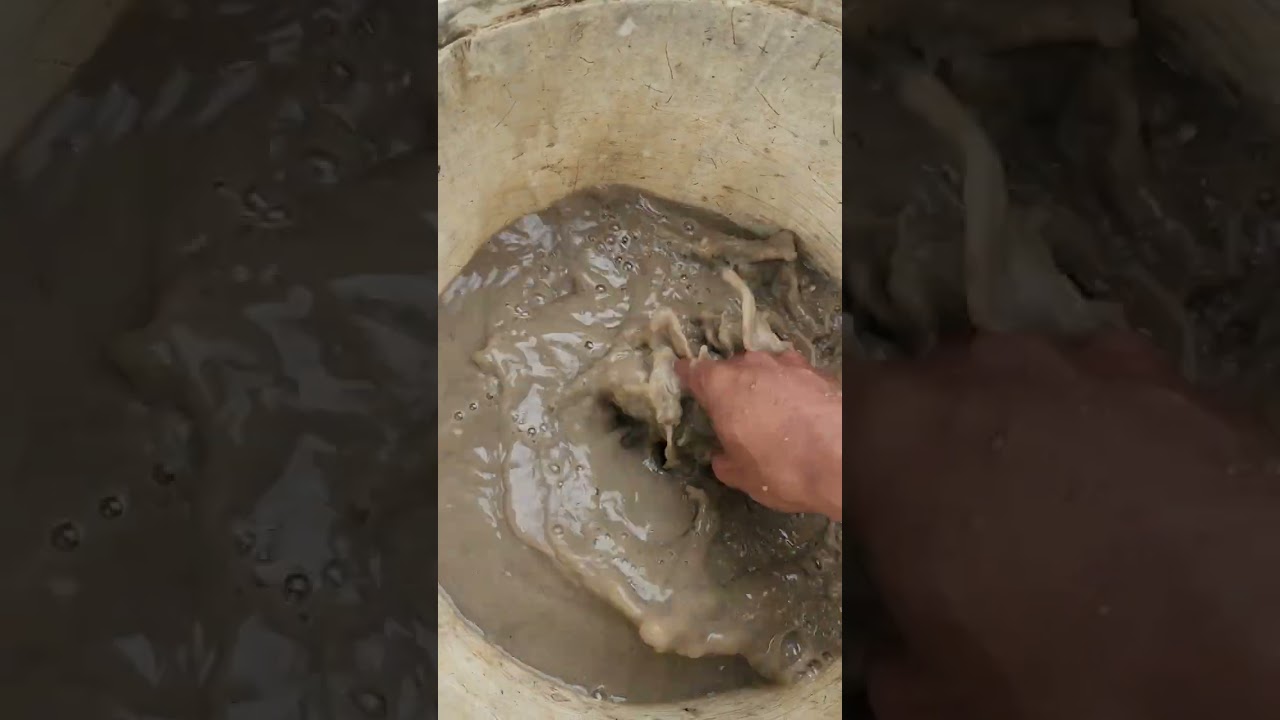 🚿 MUDDY WILD ANIMALS GETTING WASHED! & FACTS FOR KIDS, ANIMALS FOR KIDS | RS Animals Channels