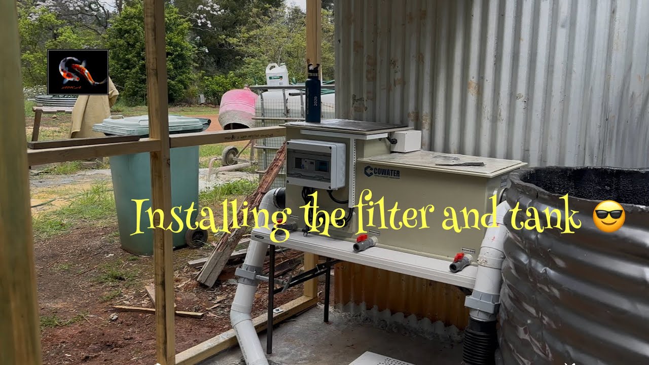 Koi spawning set up part 4 #pondmaintenance #koi 