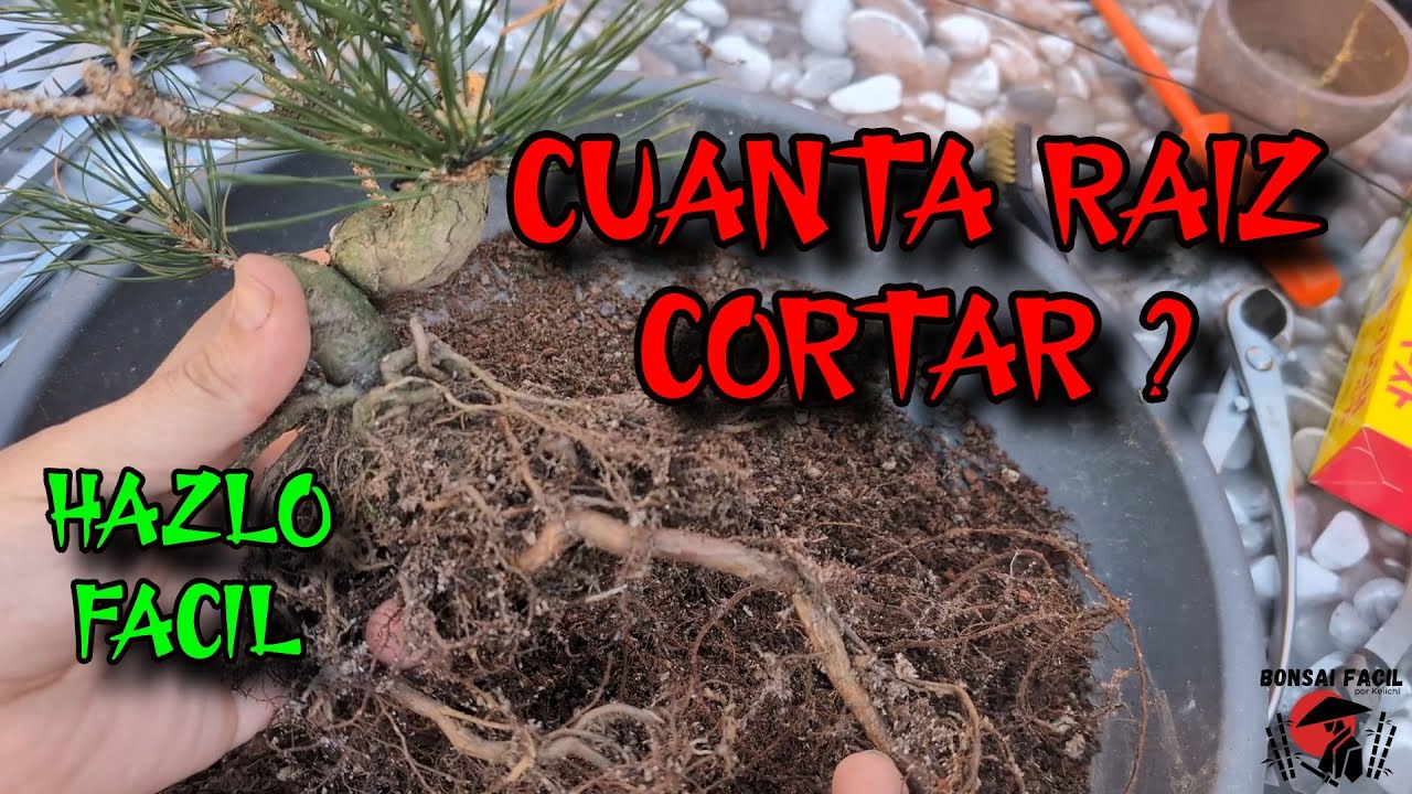 PIENSA esto al cortar raices - Podar raices de bonsai