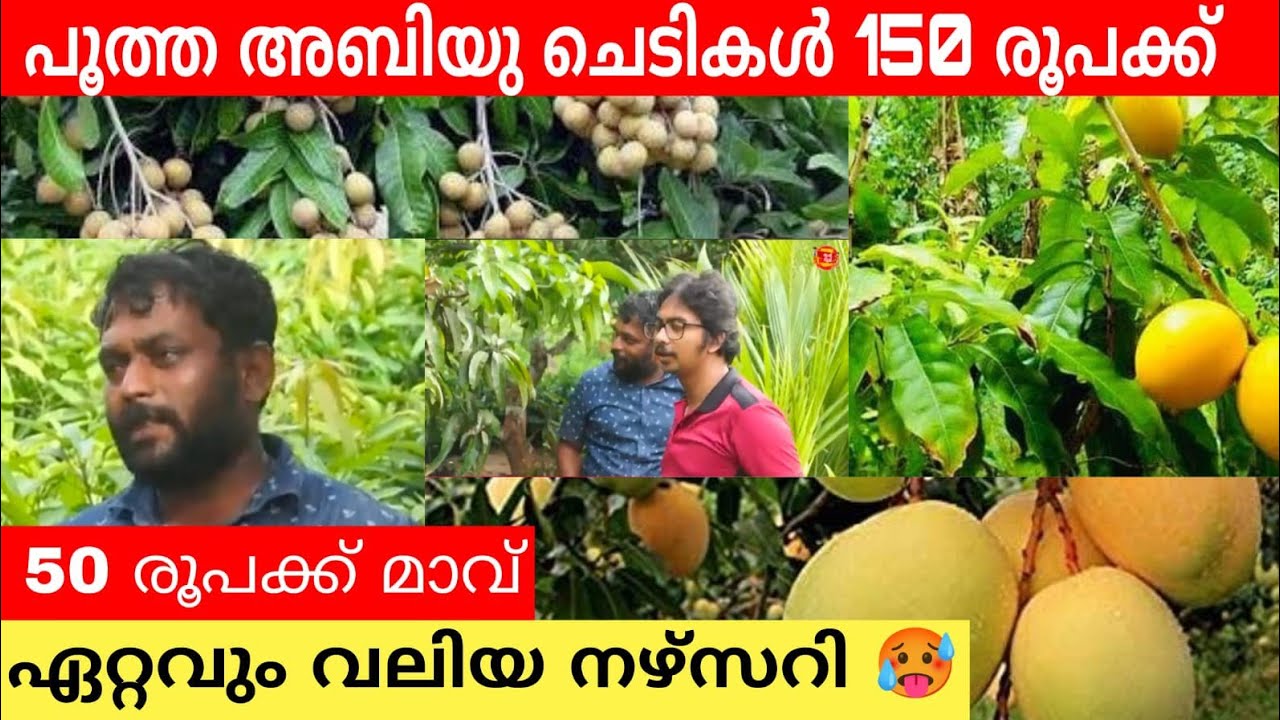 പൂവിട്ട അബിയു ചെടി 150 രൂപക്ക് .ഏറ്റവും വലിയ നഴ്സറി |  Exotic Fruit Nursery in Kerala