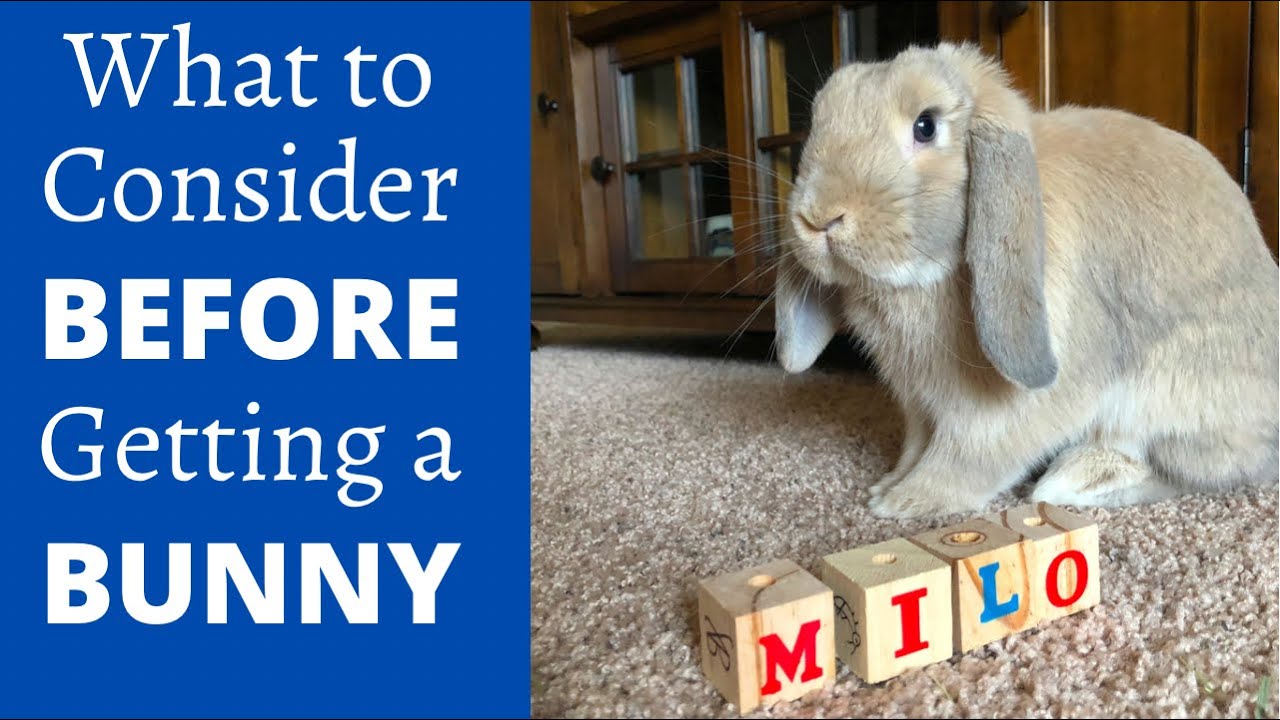 What to Consider Before Getting a Rabbit | What to Know Before Getting a Bunny