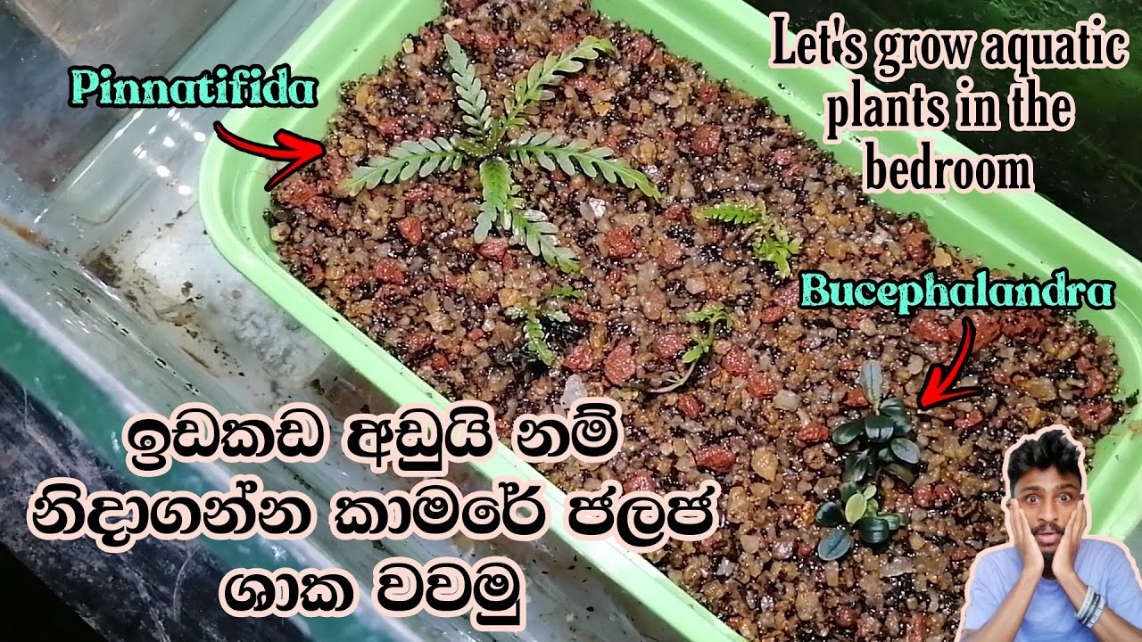 Let's grow aquatic plants in the bedroom, If we are short on space | නිදන කාමරයේ ජලජ පැල වගා කරමු