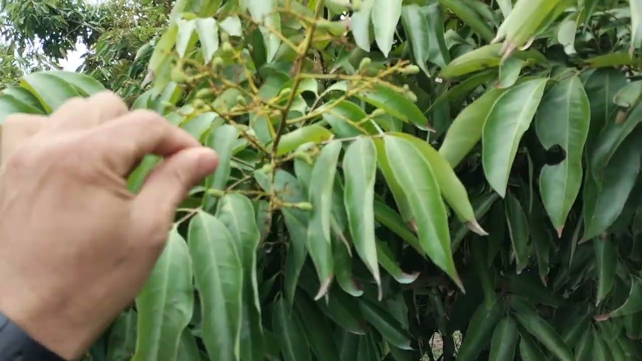 70%, người Đồng Dau, Tân Sơn là cao thủ còn mình không biết làm vải cho nên...