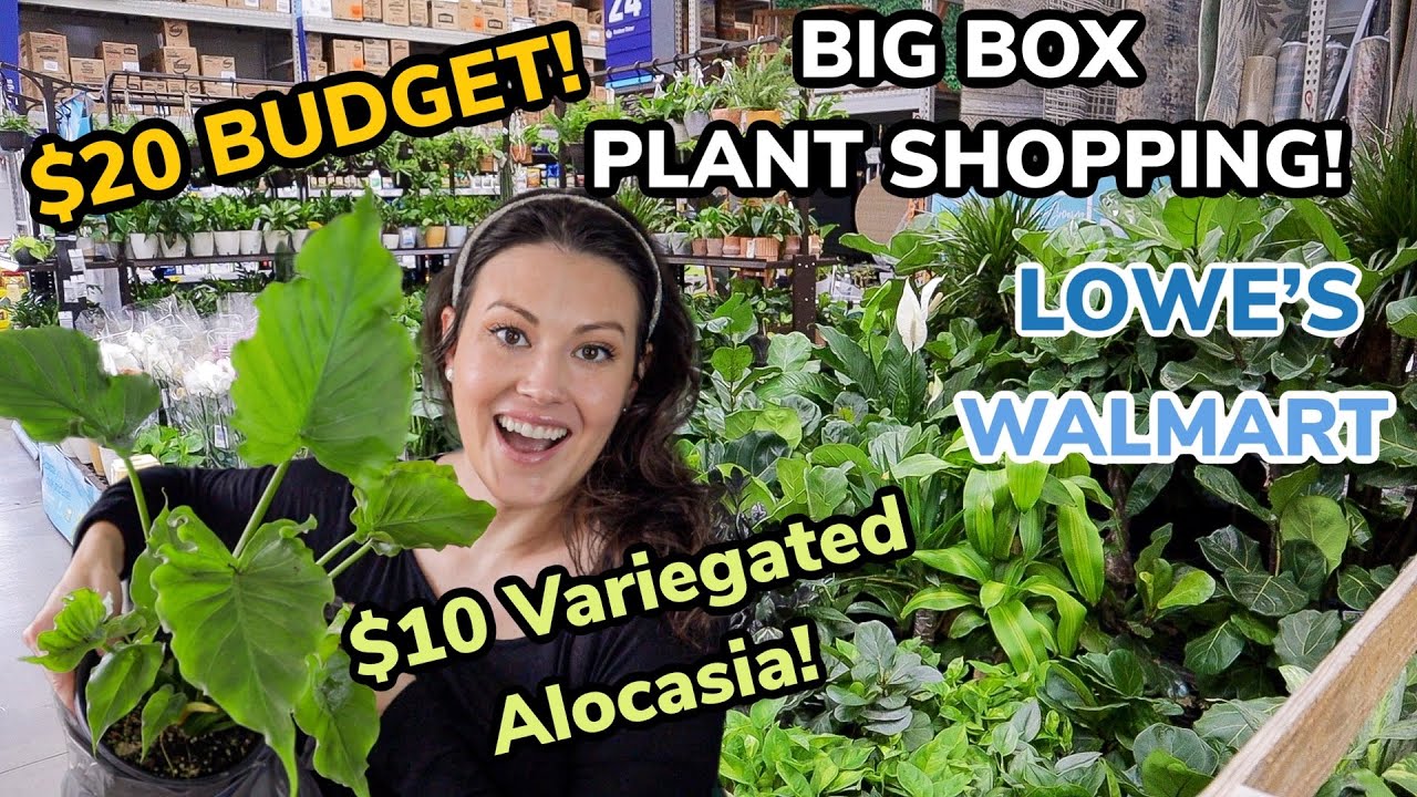 $10 Variegated Alocasia At Lowe's! $20 Budget Big Box Plant Shopping - Walmart & Lowe's Plant Haul