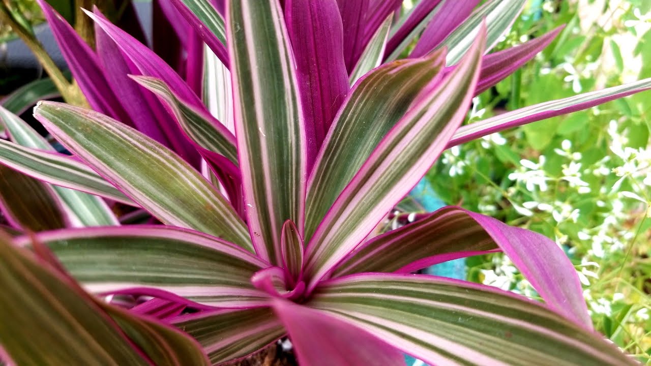 OYSTER PLANTS! Growing Rhoeos!