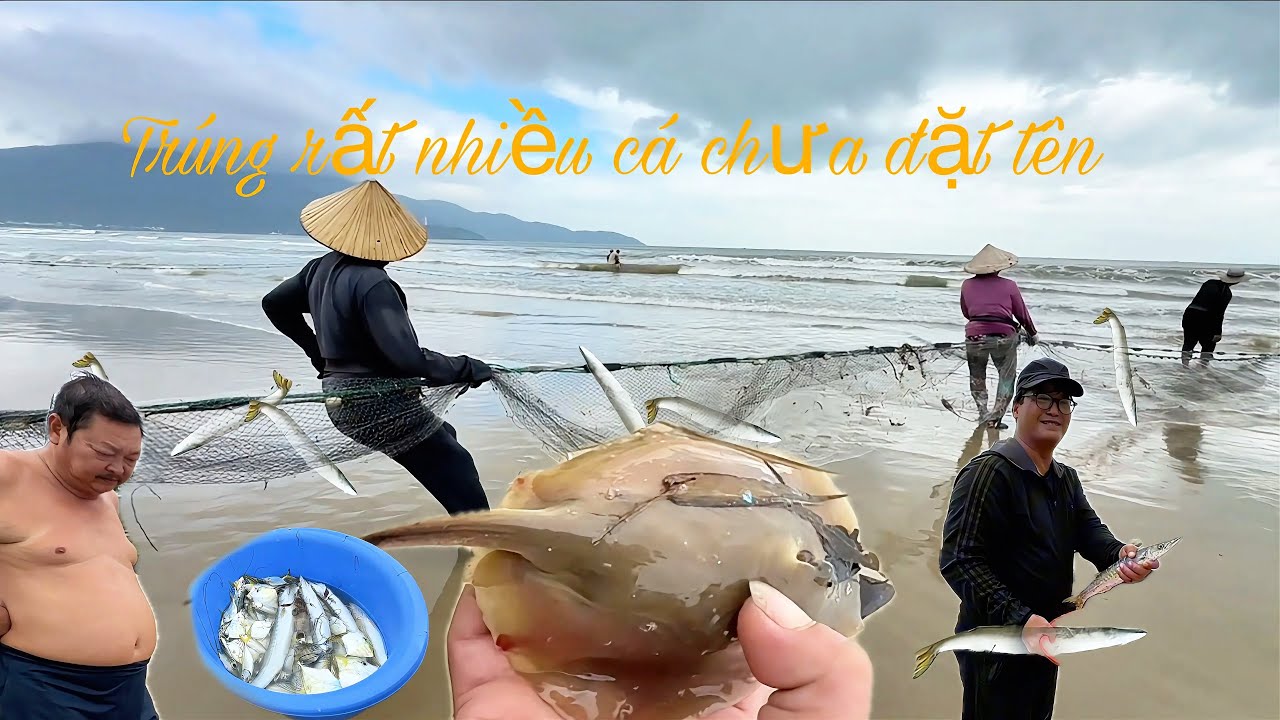 May Mắn Hôm Nay Ngư Dân Biển Kéo Rùng Trúng Rất Nhiều Cá Nhồng 
