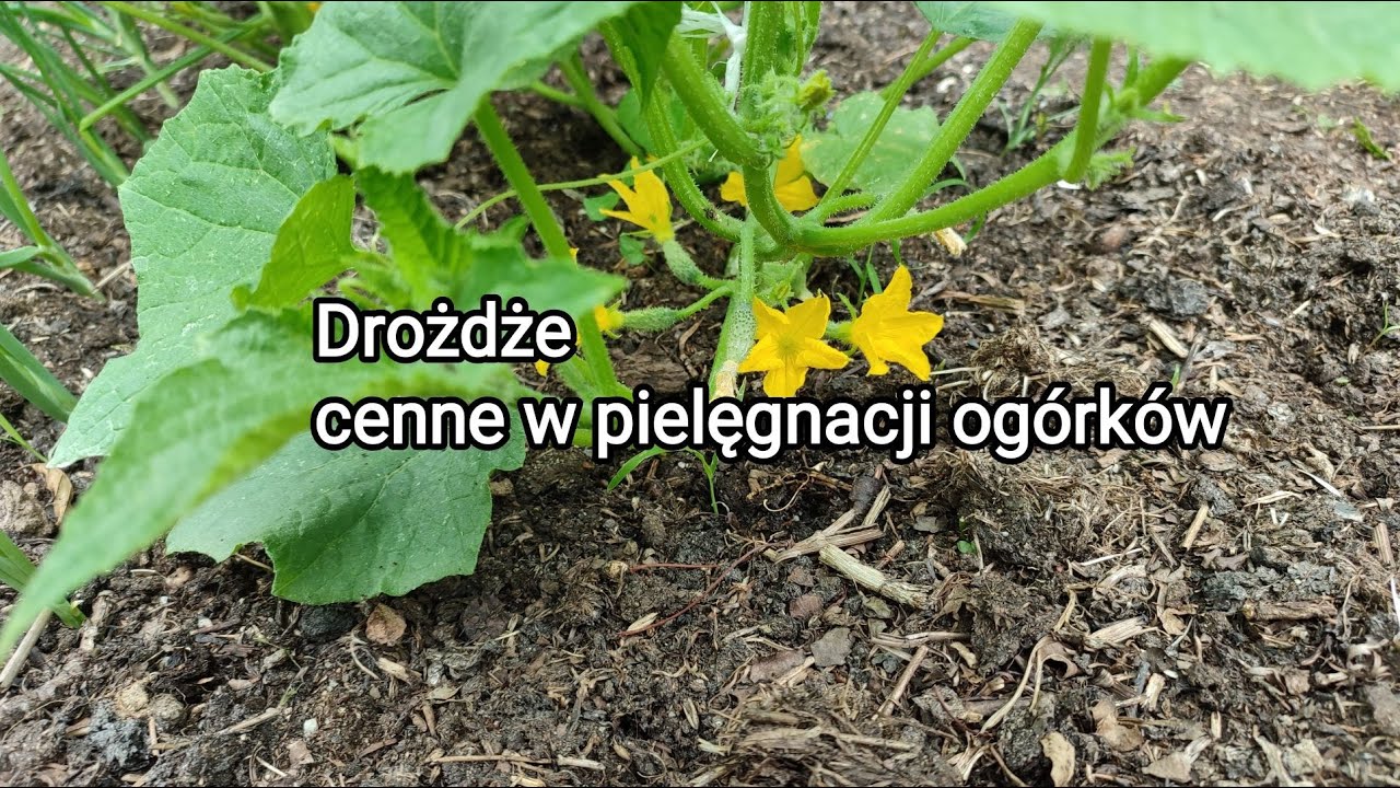 Drożdże cenne w pielęgnacji ogórków.