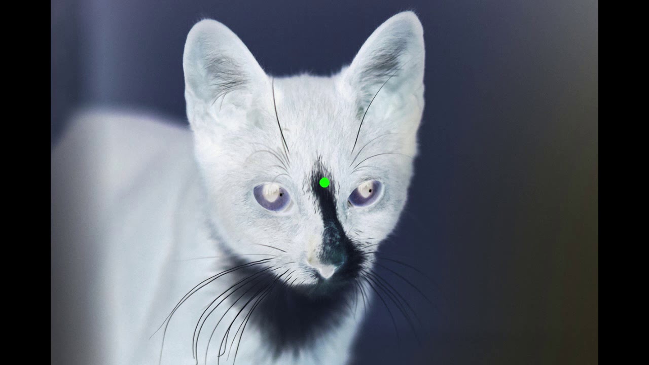 Negative Afterimage Illusion