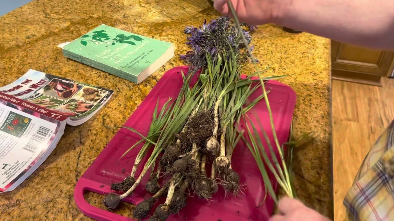 Identifying, Harvesting, and Taste Testing Camas Bulbs.