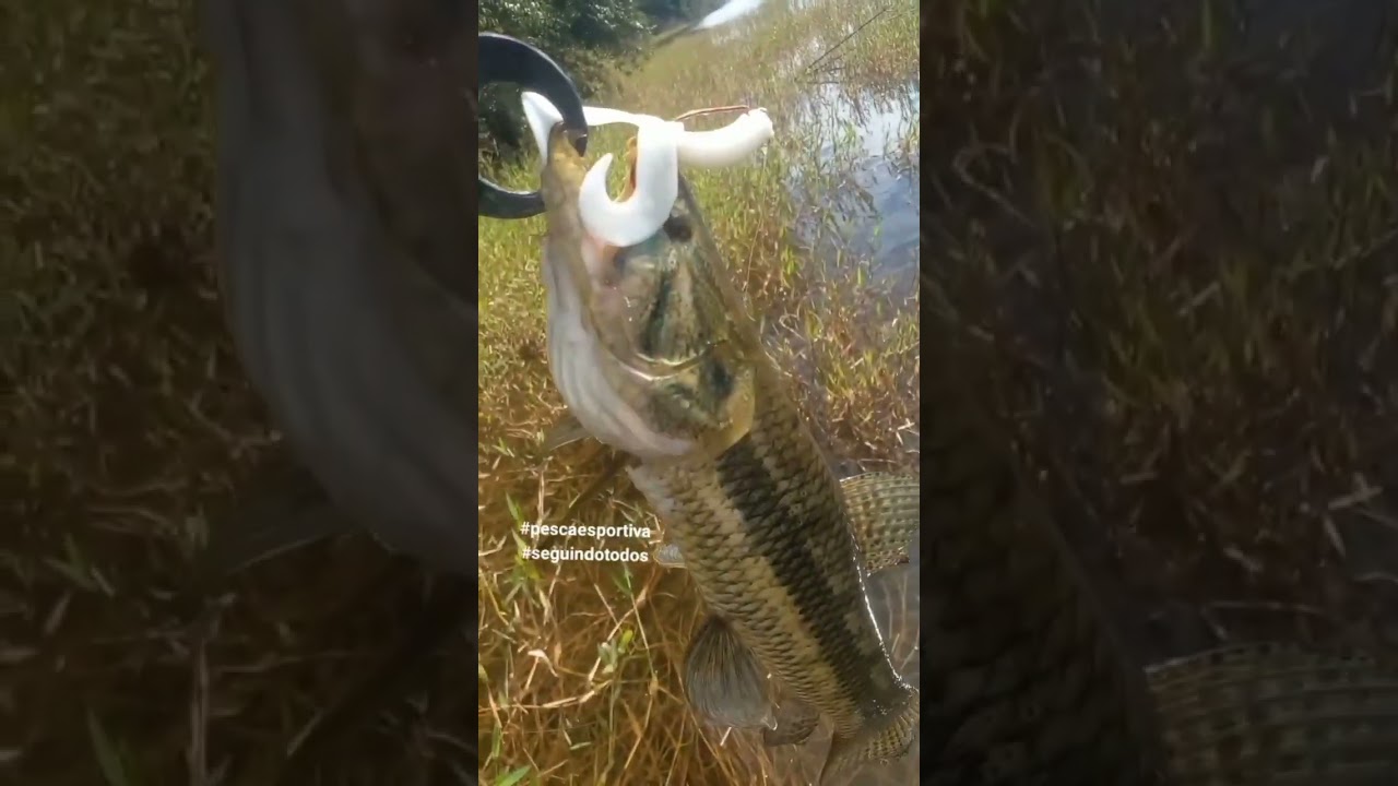 saiu essa bruta na isca soft GLUB DUPLO das #iscasmatadeira #pescaesportiva