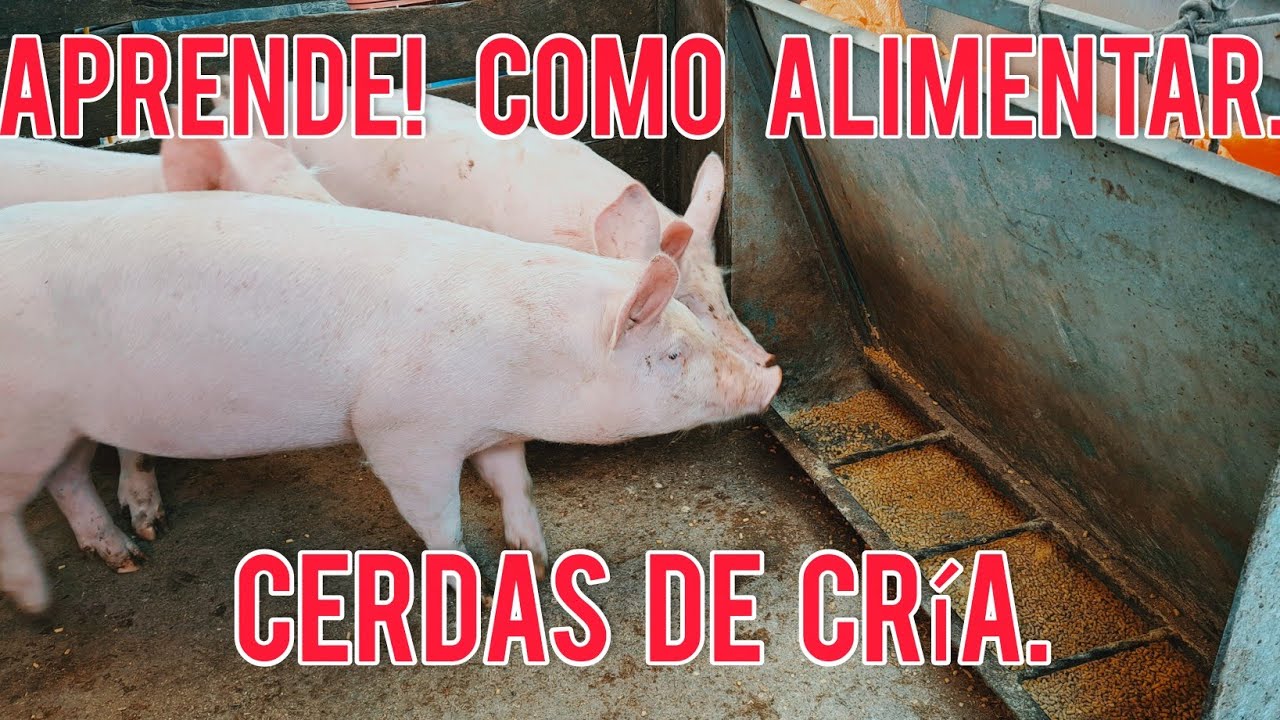 Como alimentar cerdas de cría en sus diferentes etapas /Levante / Gestación /Lactancia