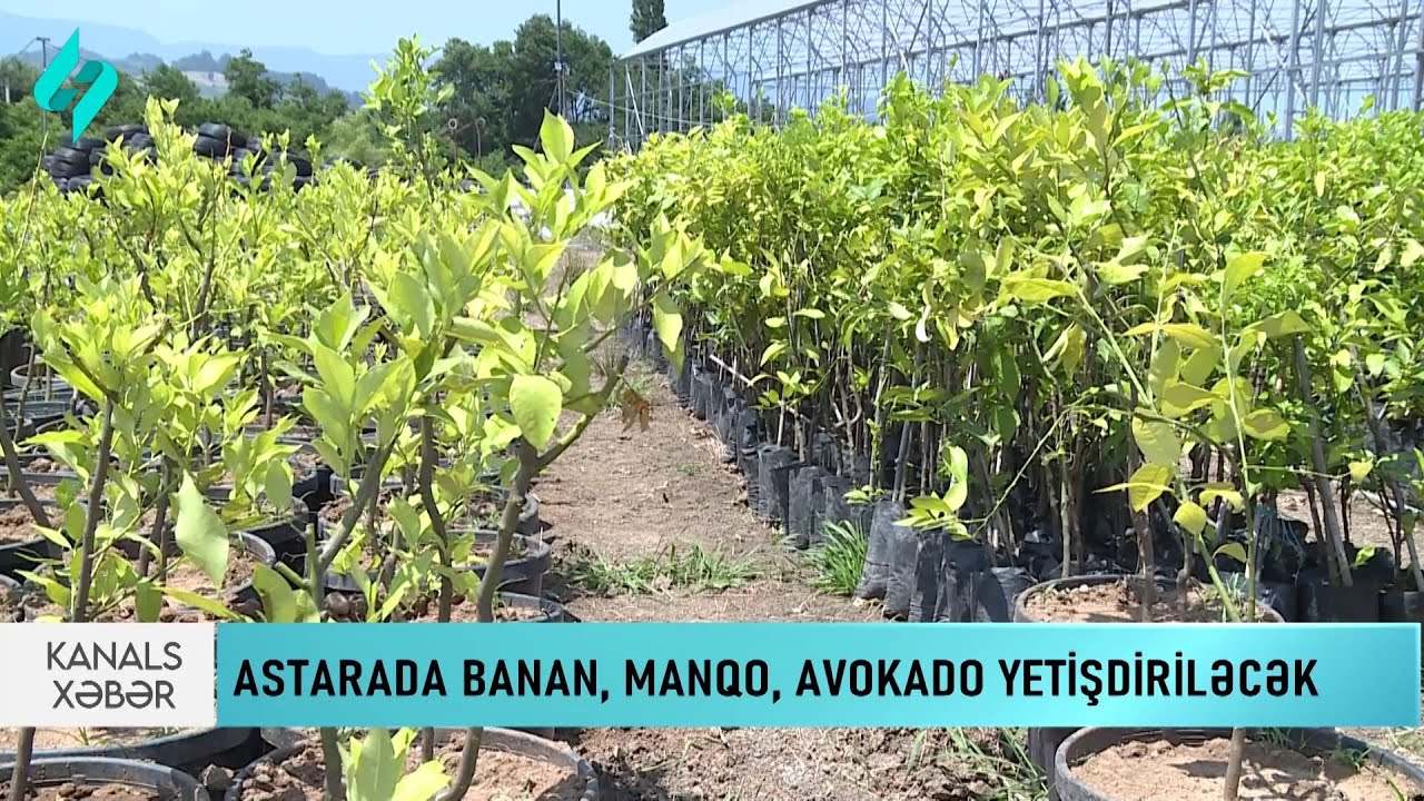 Azərbaycanda ilk dəfə tropik meyvə bağları salınıb