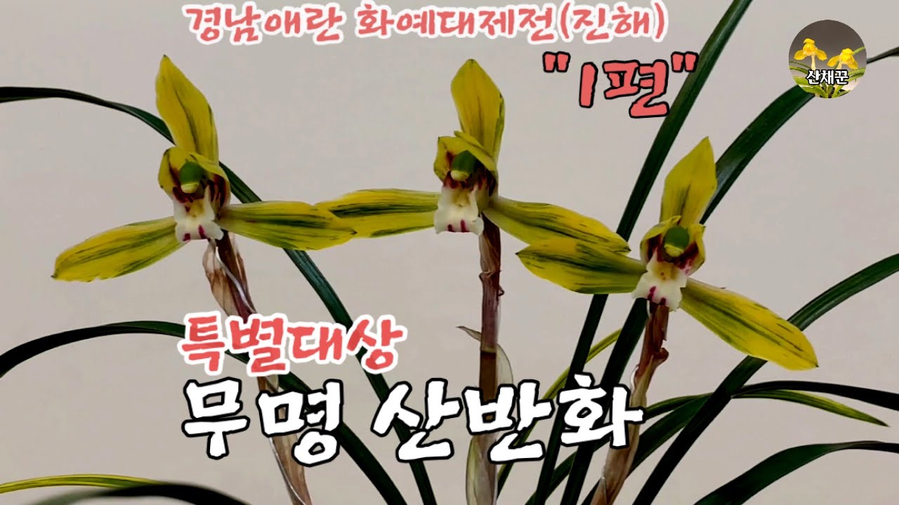 경남애란 화예대제전(진해) ㅣ무명 난초들의 화려한 반란