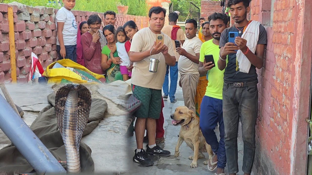 कोबरा ने किया बार-बार हम*ला ///स्नेकमैन सतीश फफड़ाना 9255130130