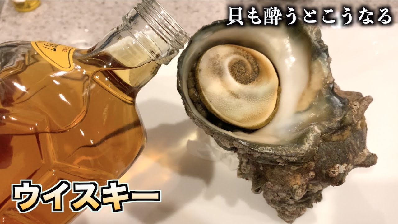 警戒状態のサザエにウイスキーを流し込むとびっくりしてこんな反応がwwwwww