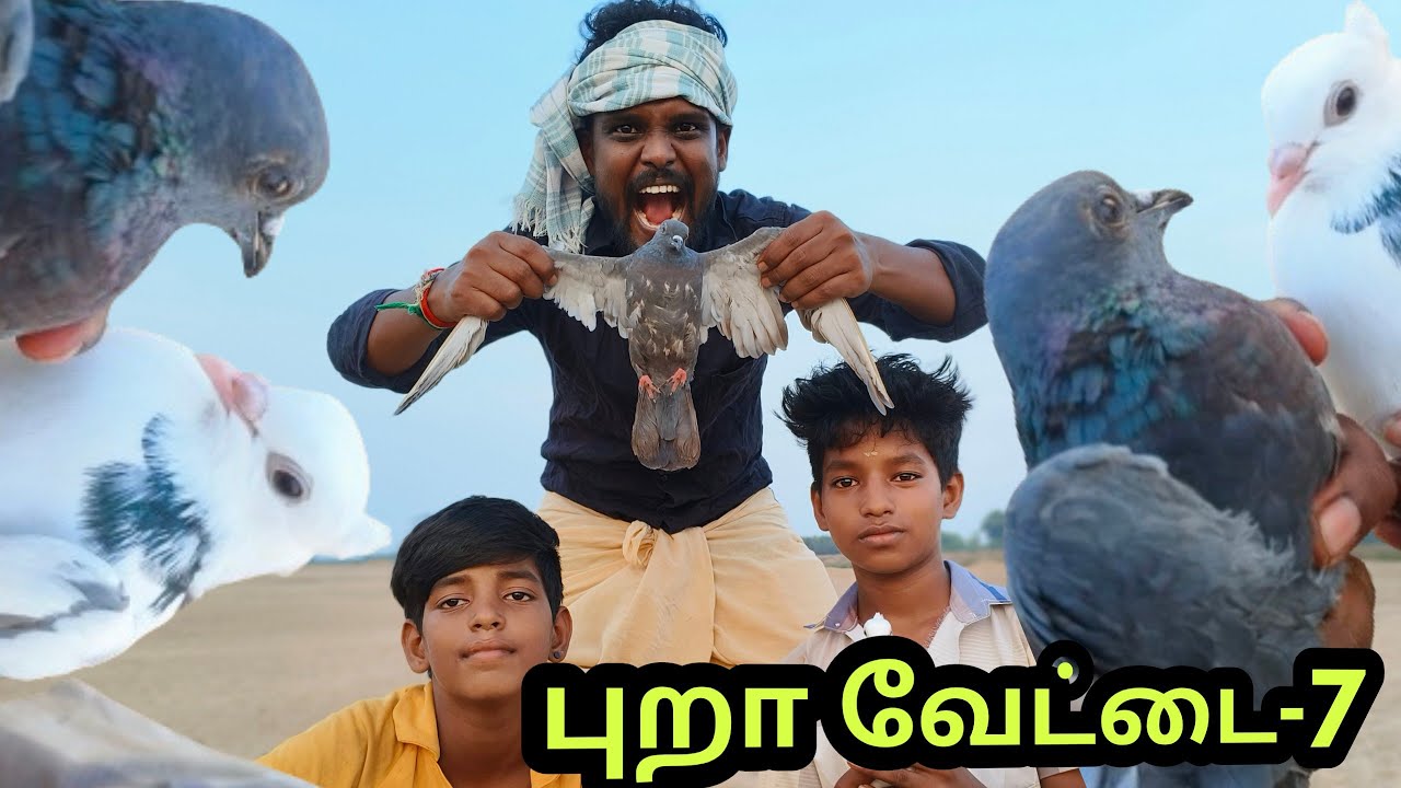 காட்டுப்புறா வேட்டை-7 🐦🐦 #pigeons #wildpigeon #pigeonhunters