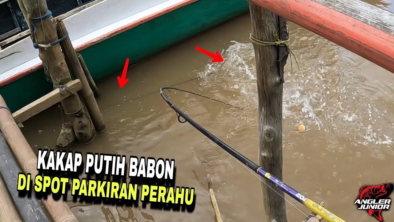 MANCING IKAN KAKAP PUTIH BABON DI SPOT PARKIRAN PERAHU