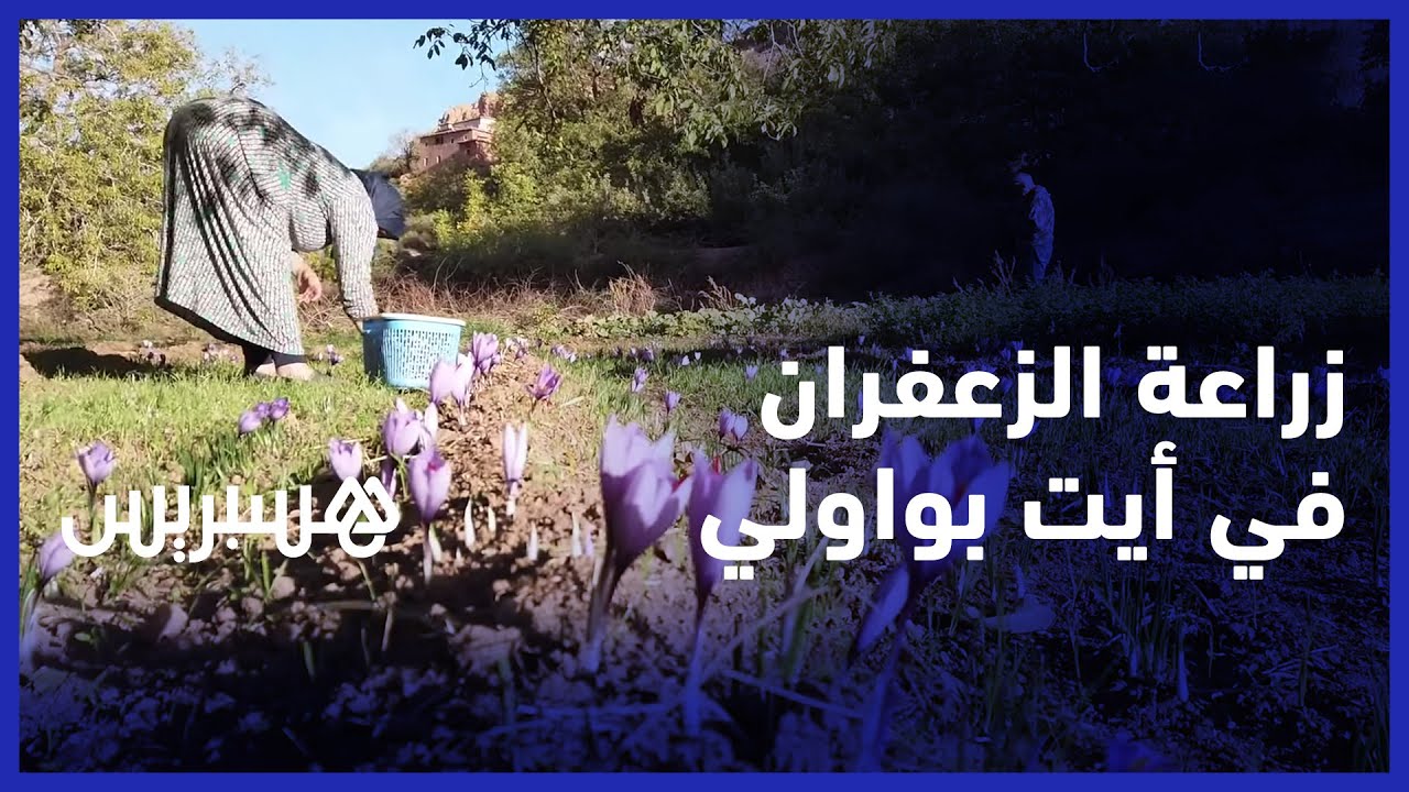 زراعة الزعفران في أيت بواولي بأزيلال.. نموذج تنموي رائد لزيادة دخل الفلاحين