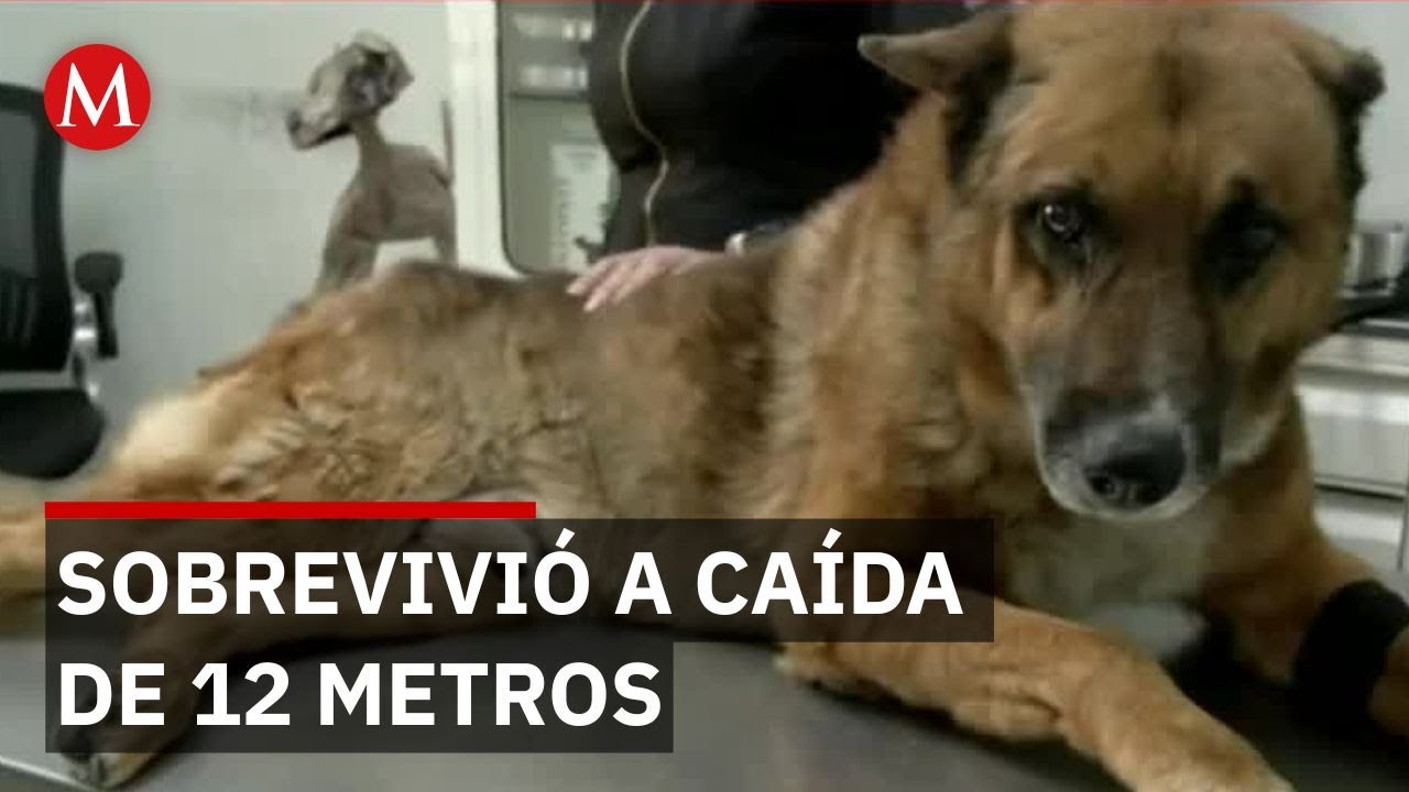 Rescatan a 'Lobito'; perrito de 15 años habría sido arrojado por las escaleras