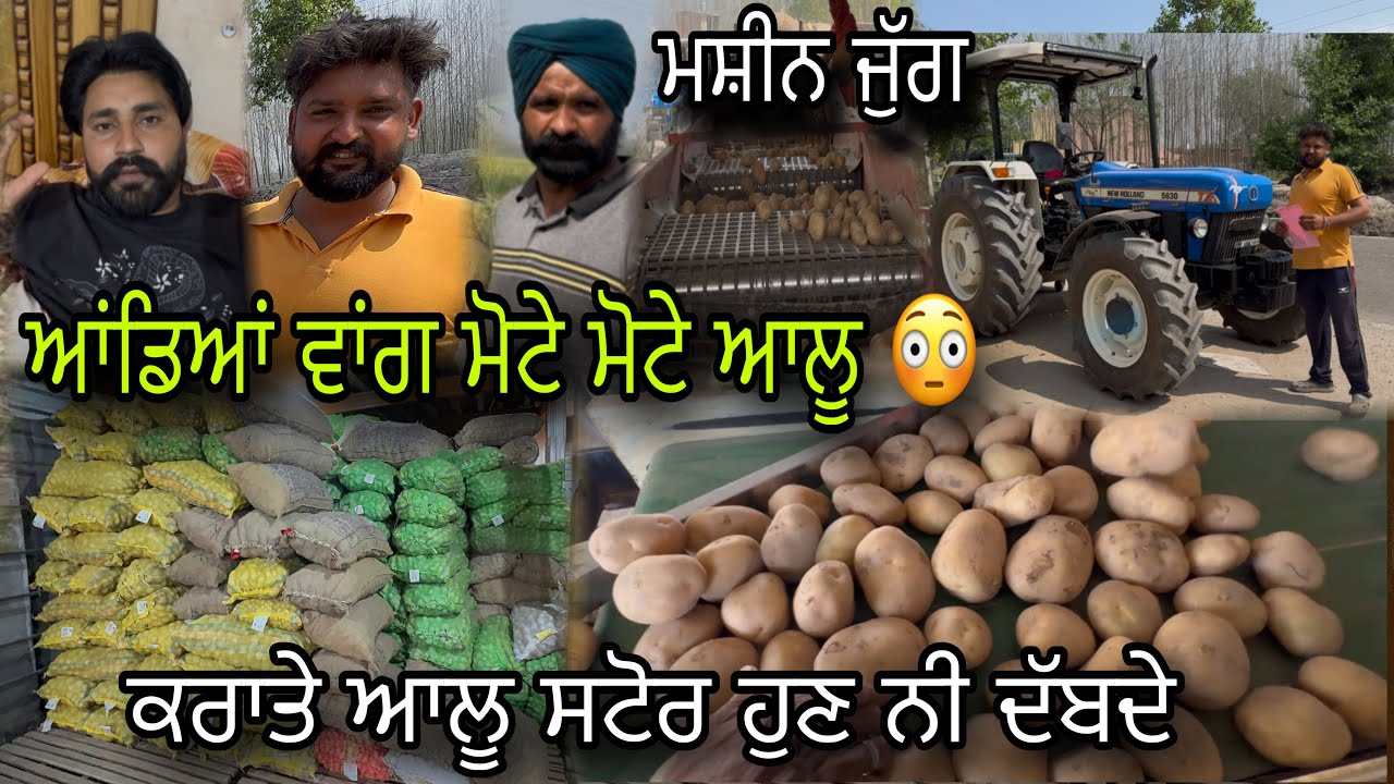 ਅੱਜ ਰੱਖ ਕੇ ਆਏ ਸਟੋਰ ਵਿੱਚ ਆਲੂ 