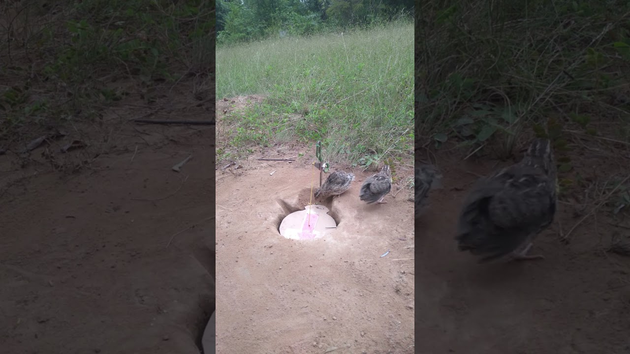Creative DIY Quail Bird Trap Using Deep Hole / #shorts Videos
