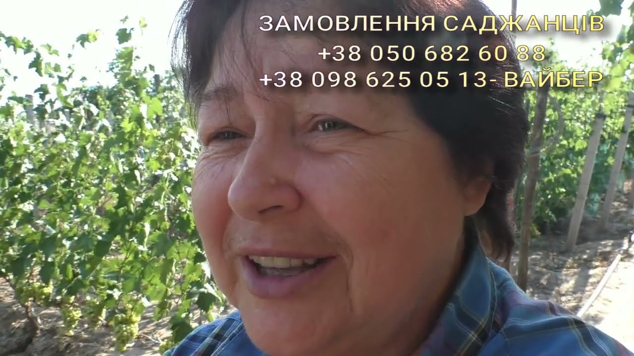 НАД РАННІ СОРТИ ВИНОГРАДУ 2025 РОКУ.відкритий грунт. (частина № 1)