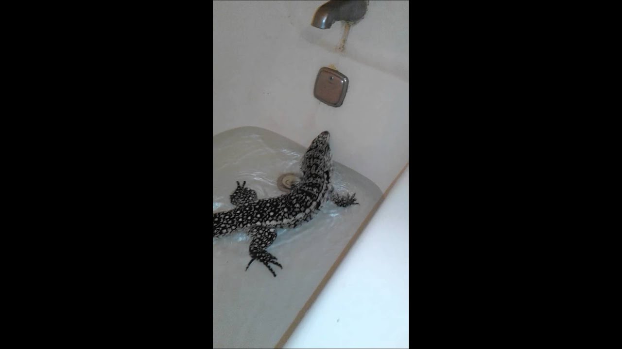 Tegu Bathtime