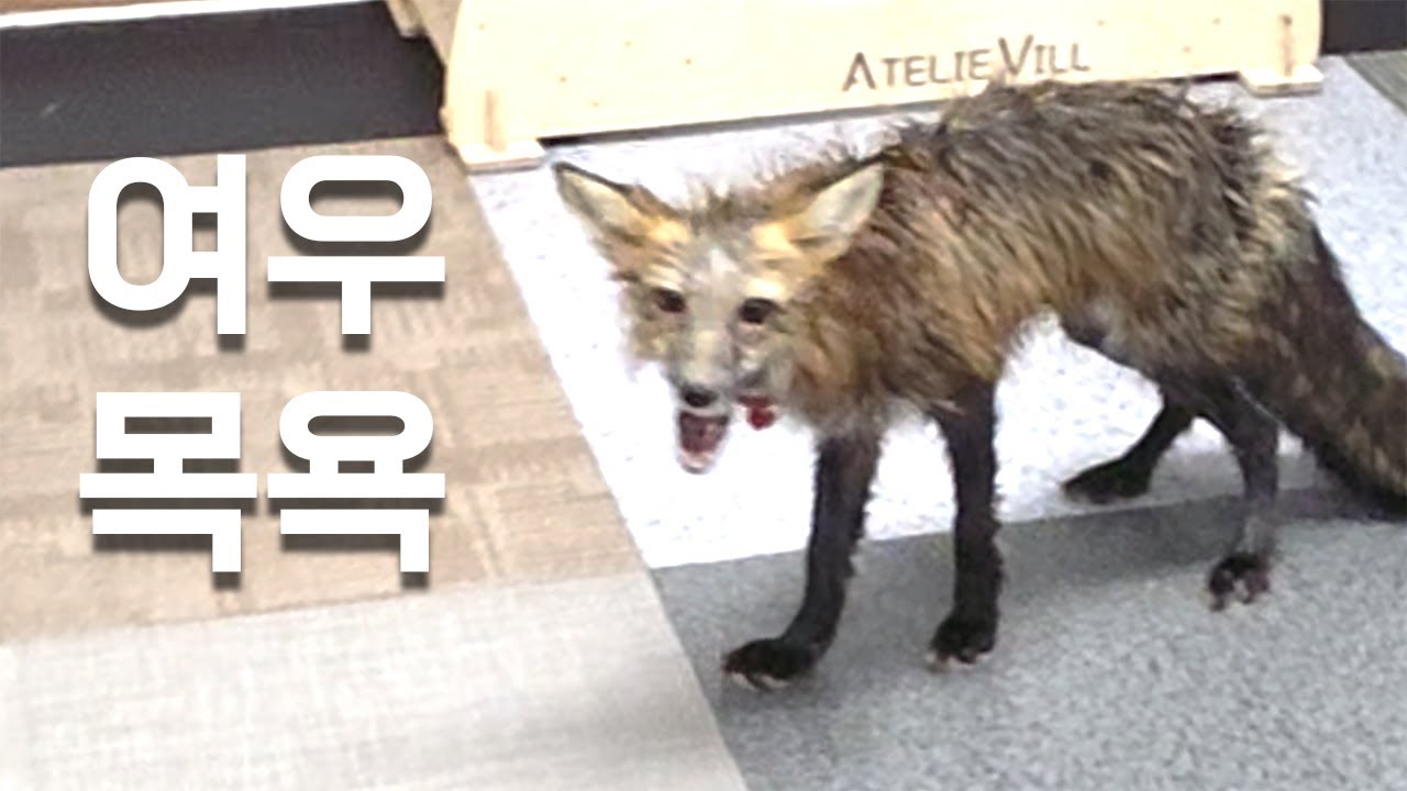 여우를 목욕시켜봤습니다.