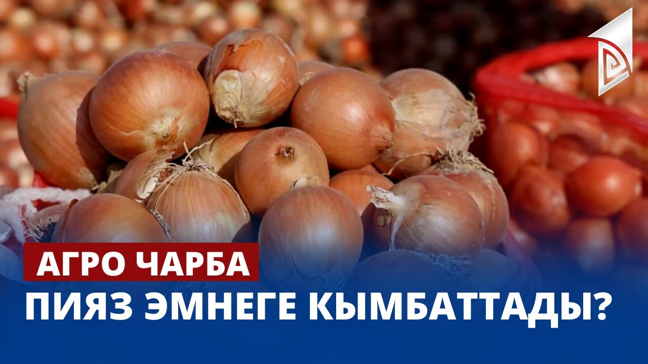 Пияз эмнеге кымбаттады? | Агро Чарба