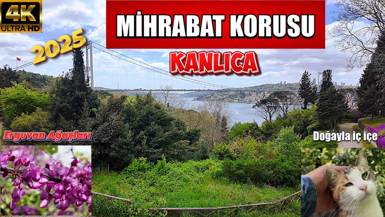 İstanbul’un En Güzel Manzaralı Korusu | Mihrabat Sessiz Gezi