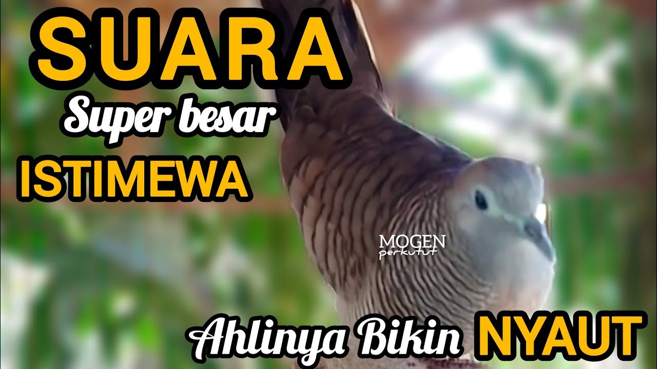 Perkutut Lokal Gacor||Pancingan Perkutut Super Ampuh Bikin Nyaut Gacor||Suara Besar Istimewa 