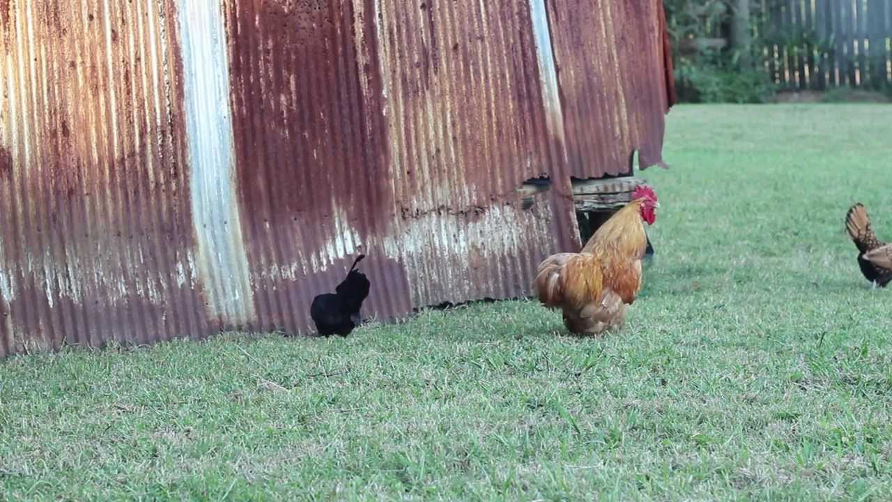 How To Make a Rooster Crow