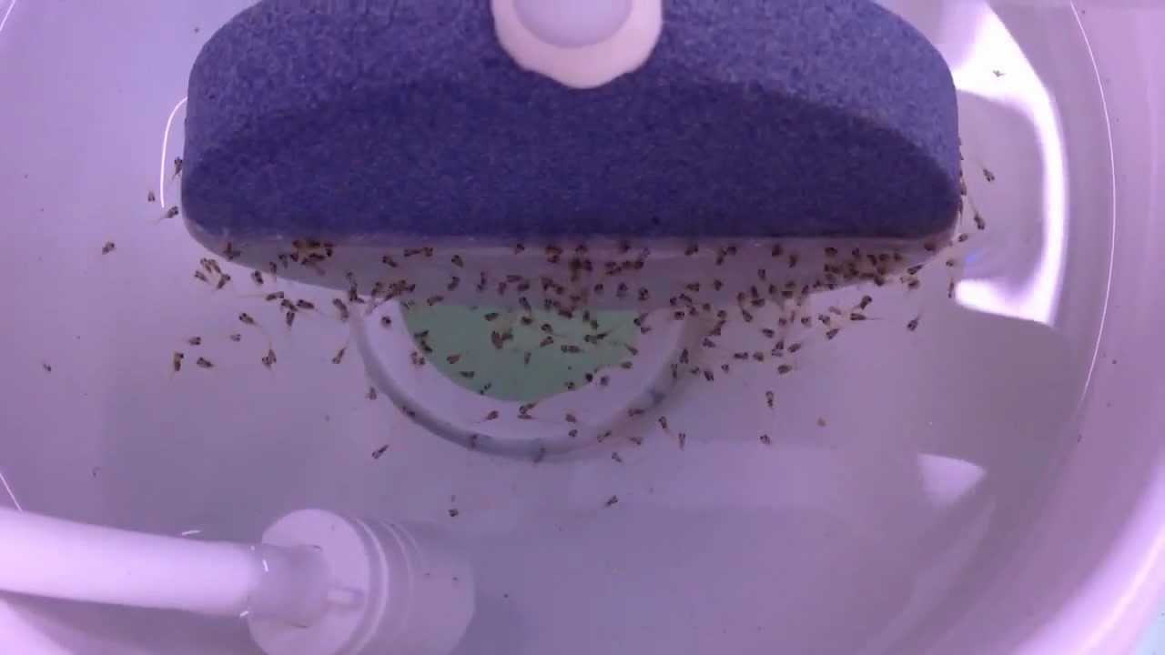 Discus Artificial Fry Food ( Wild Japura Green day 1 )