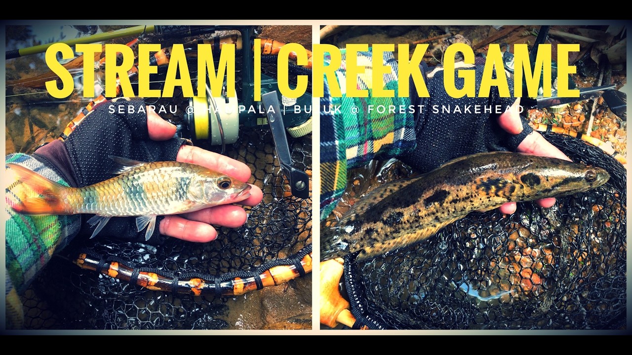 VLOG 65 - Sebarau @ Hampala #1/2026 | Bujuk @ Forest Snakehead #2/2026  [ ABU CARDINAL 33 ]