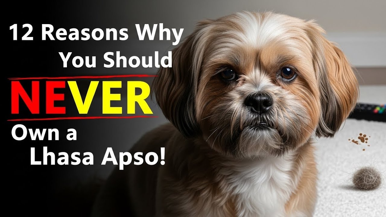 12 powod&oacute;w, dla kt&oacute;rych NIGDY nie powinieneś mieć lhasa apso! 🐶❌ (Szokująca prawda)