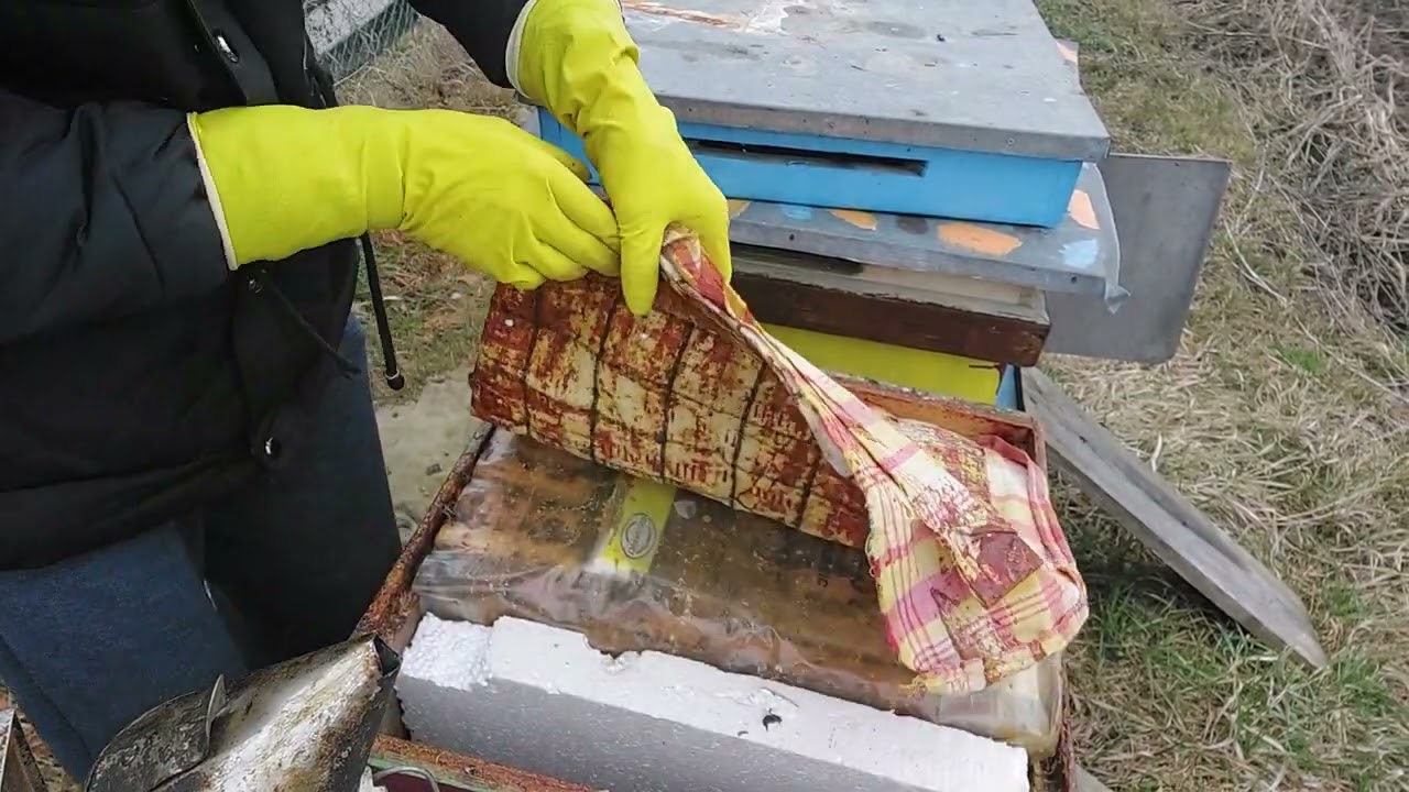 Puiet ca vara . chinez mult = roi timpurii.