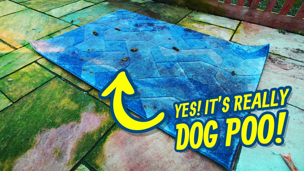 Dog Did Something On This Rug !