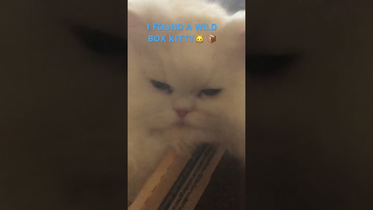 WILD BOX KITTY!🐱📦