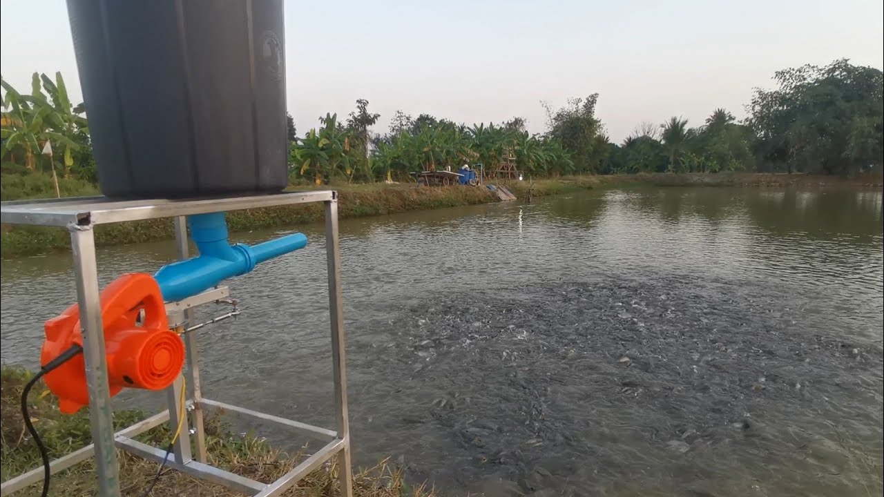 #เครื่อง​ให้อาหาร​ปลา​อัตโนมัติ​ Wifi #fishfeeder