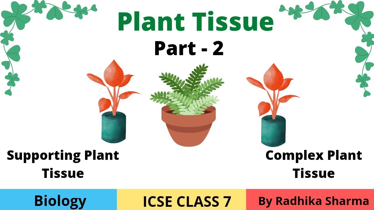 Plant Tissue | ICSE Class 7 Biology | Part - 2 | Supporting & Complex Plant Tisse | Radhika Sharma 🍀
