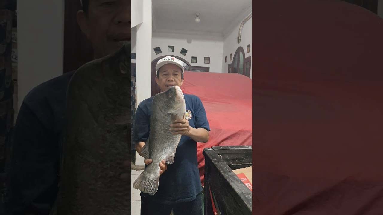 Ikan KAKAP. super JUMBO. 